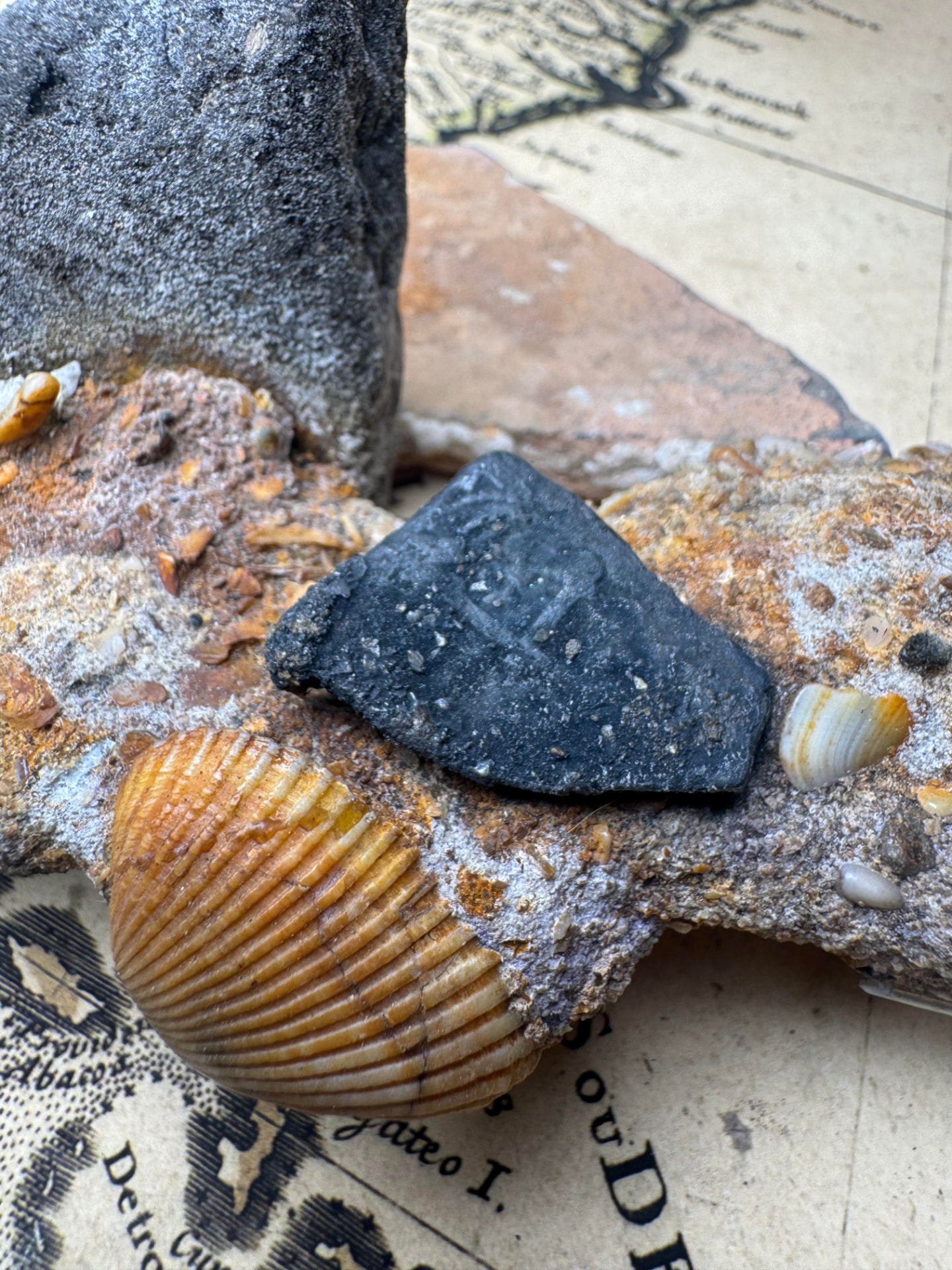 2 reales cob and shell embedded in the marine concretion