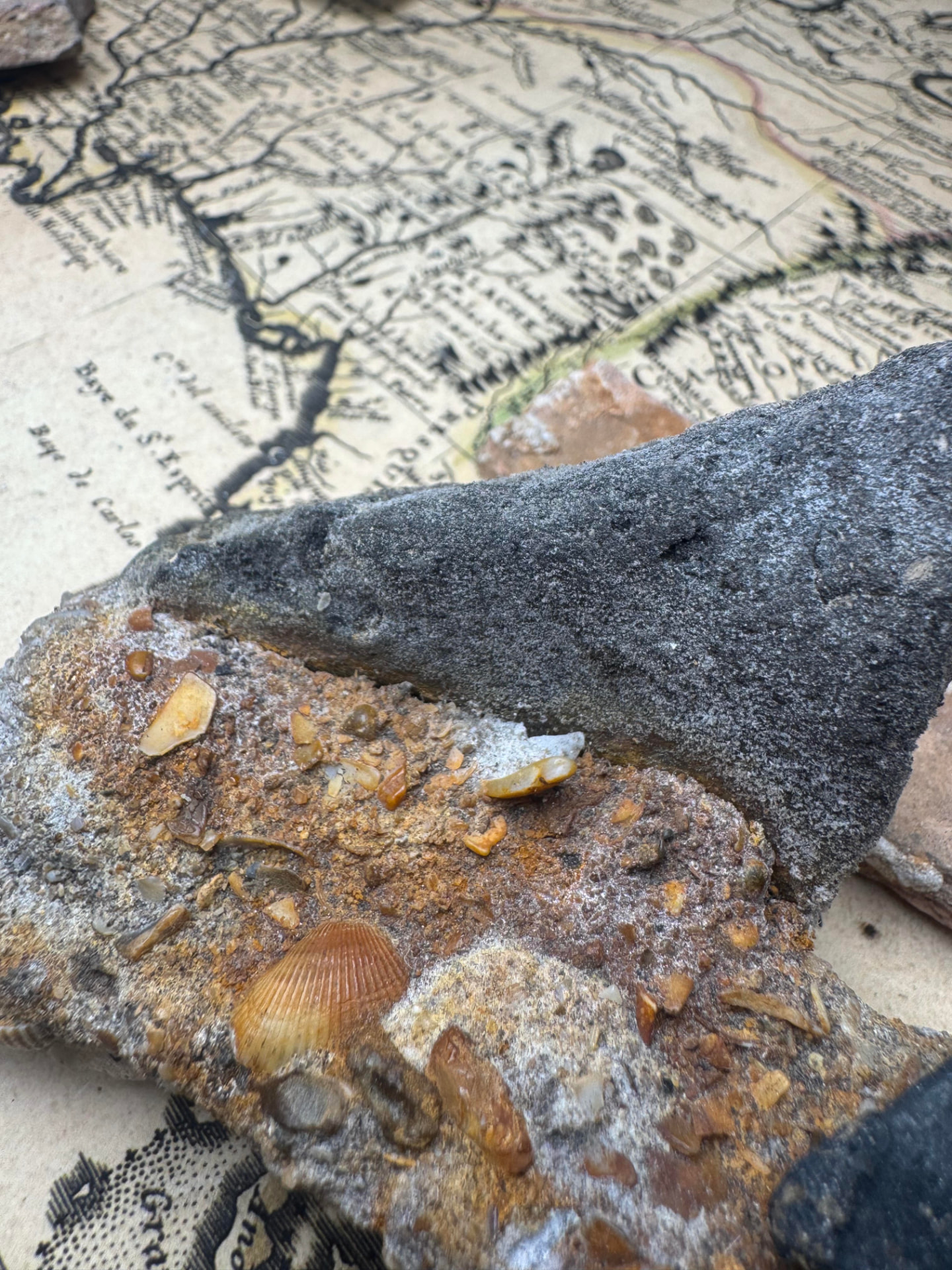 Detail of the iron spike and shell-filled concretion of the conglomerate